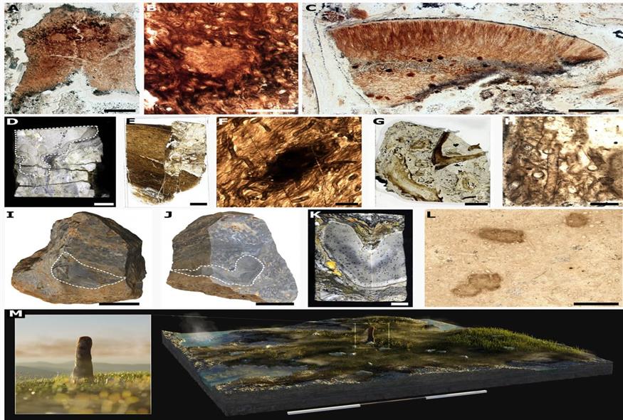 Απολιθώματα του Prototaxites (Science Advances)