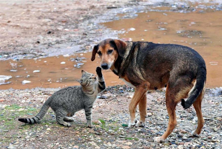 Γάτα και σκύλος (EUROKINISSI // ΒΑΓΓΕΛΗΣ ΜΠΟΥΓΙΩΤΗΣ)