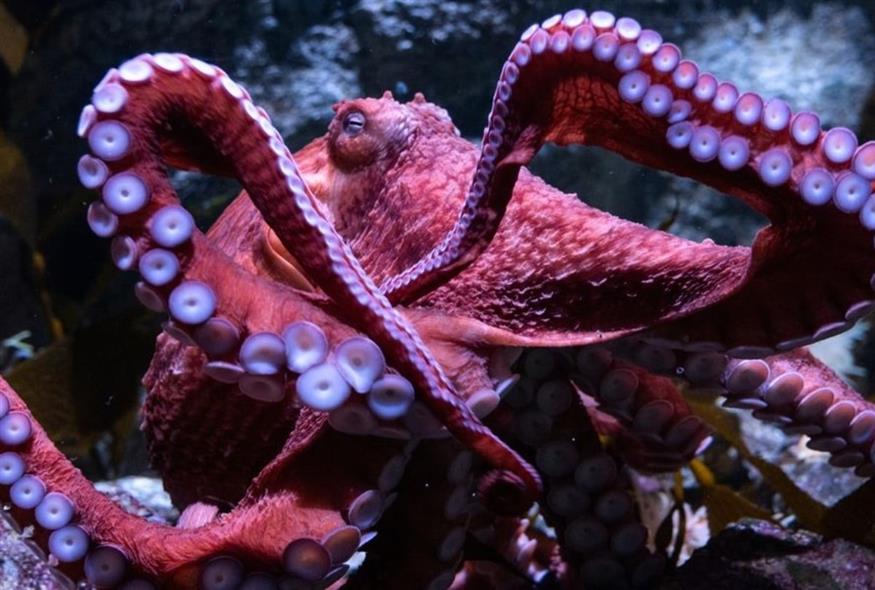 H Ghost, το τεράστιο χταπόδι του Ειρηνικού (ΑΡ)