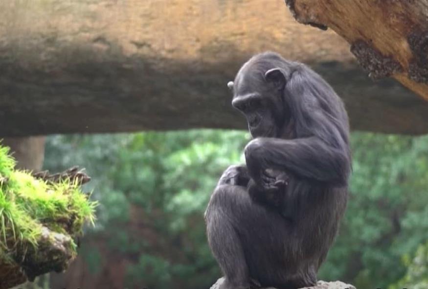 Χιμπατζίνα πενθεί το νεκρό μωρό της κουβαλώντας το εδώ και μήνες στην αγκαλιά της (Screenshot)