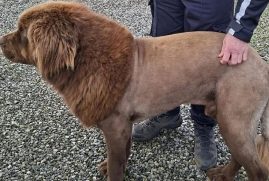 Δεν το λες και τρομακτικό το λιοντάρι της Ιρλανδίας... (An Garda Siochana Clare)