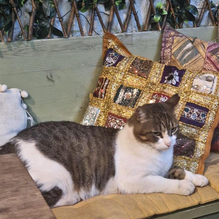 Ο Τάκης του «Γίγαντα» ελαφρά κινητοποιημένος μήπως χάσει την αγαπημένη του θέση