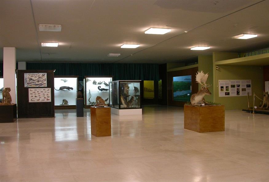 Μουσείο Ζωολογίας / Εθνικό Καποδιστριακό Πανεπιστήμιο