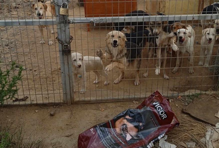 Σκυλιά σε άθλιες συνθήκες στο Αγρίνιο (gallery)