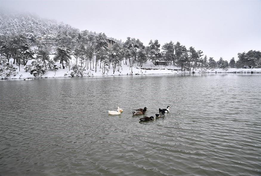 Η χιονισμένη λίμνη Μπελέτσι στην Πάρνηθα (Eurokinissi)