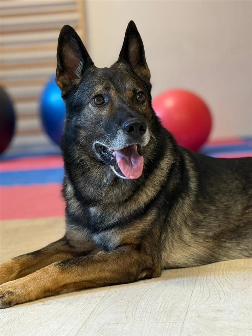 Χανκ Για επτά ολόκληρα χρόνια, ο Χανκ υπηρέτησε στην Αντιτρομοκρατική Υπηρεσία της Ουγγαρίας, δίπλα στον εκπαιδευτή και χειριστή της μονάδας K9