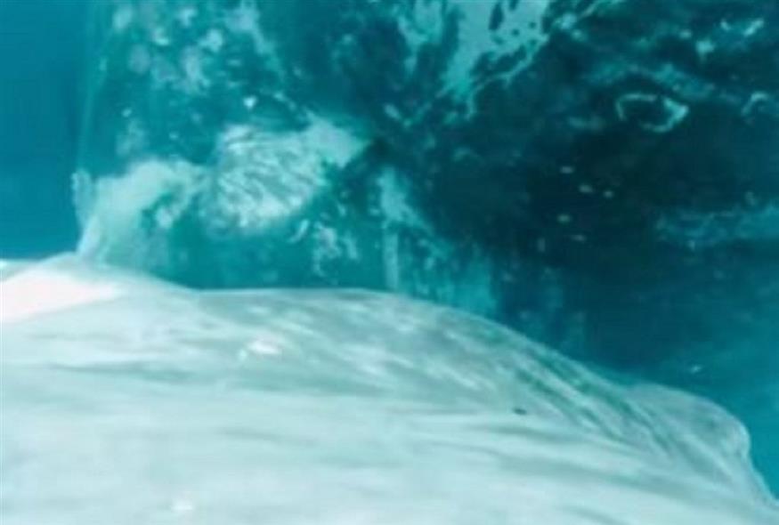 Στα βάθη του Ειρηνικού, μεγάπτερη φάλαινα θηλάζει το μωρό της (Video Capture)