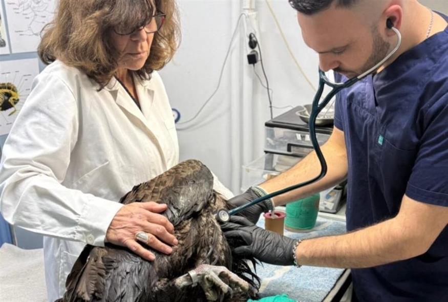 Μαυρογύπας Ιωάννα