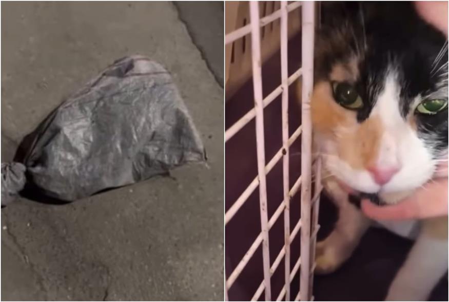Καμίνια: Ασυνείδητοι έκλεισαν γάτα σε τσουβάλι και την παράτησαν στον δρόμο (Screenshots/A Little Shelter)