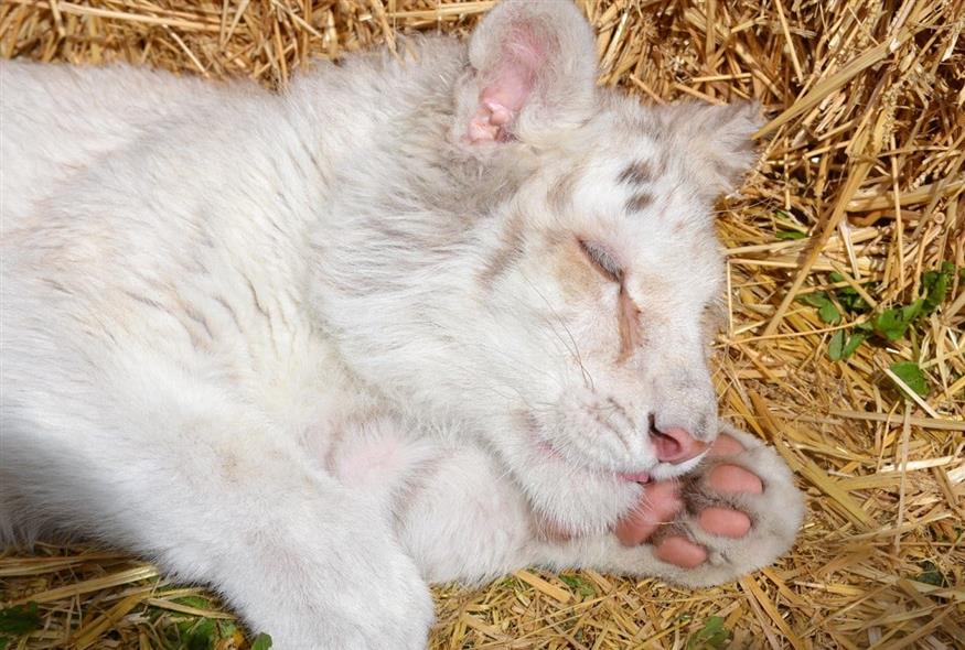 Το λευκό τιγράκι που βρέθηκε εγκαταλελειμμένο έξω από το Αττικό Ζωολογικό Πάρκο (Facebook/AtticaZoologicalPark)