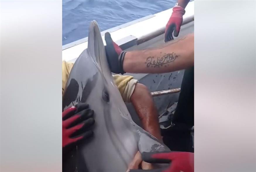 Καλύμνιοι ψαράδες απελευθερώνουν το μικρό δελφινάκι που πιάστηκε στα δίχτυα τους (Video Capture)