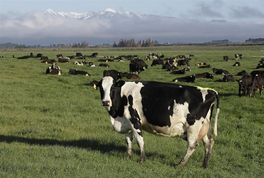 Κοπάδι αγελάδων στη Νέα Ζηλανδία (Associated Press)