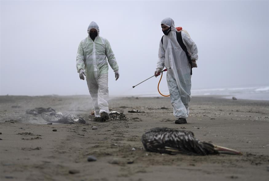 22.000 θαλασσοπούλια νεκρά από τη γρίπη των πτηνών στο Περού / ΑP (gallery)