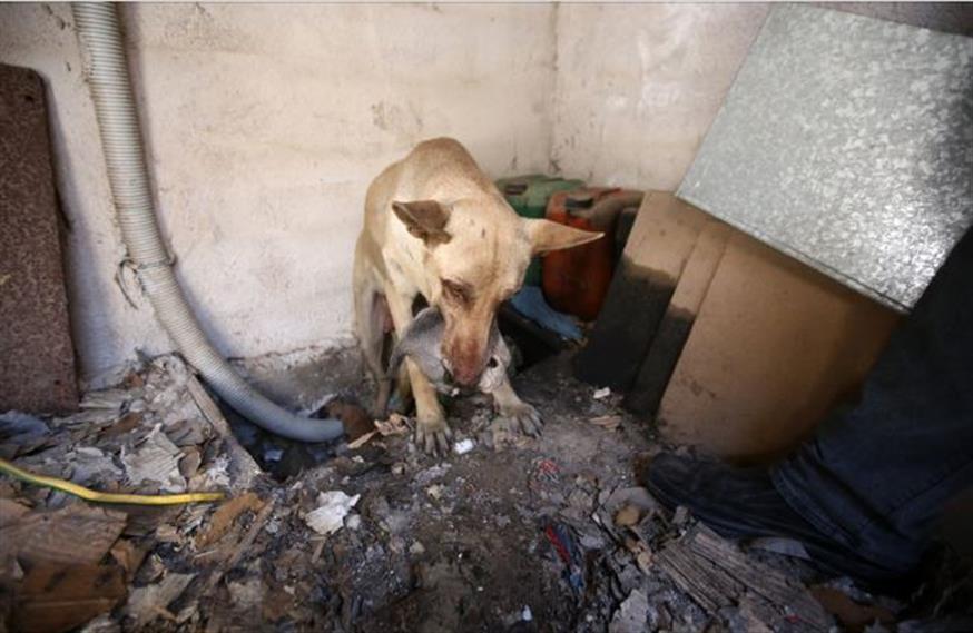 Σκυλίτσα σώζει τα κουτάβια της από τη φωτιά στον Υμηττό/intime.gr