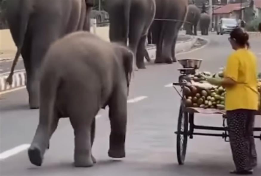 Ελέφαντας στην Ινδία