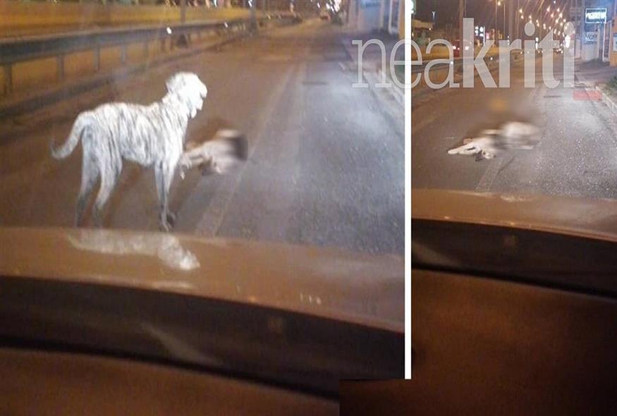 Σκύλος μένει για ώρες δίπλα στο άψυχο σώμα του τετράποδου φίλου του που χτυπήθηκε από αμάξι/neakriti