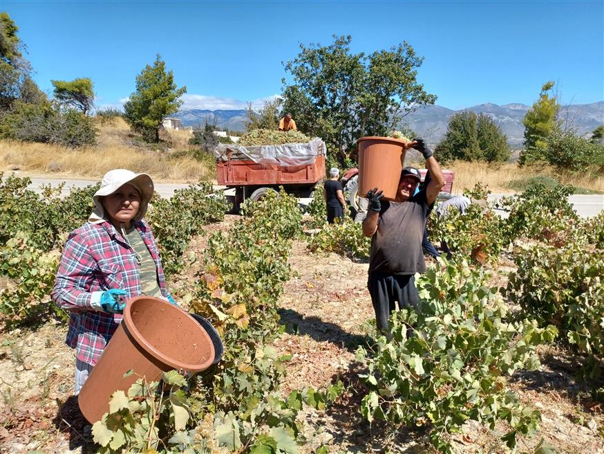 Τρυγώντας το Σαββατιανό στα Γεράνεια Όρη | © Χριστίνα Τσαμουρά