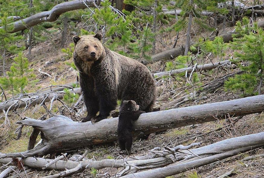 Αρκούδα γκρίζλυ (φωτογραφία αρχείου/ Associated Press)