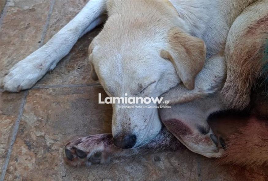 Ο κακοποιημένος σκυλάκος/lamianow