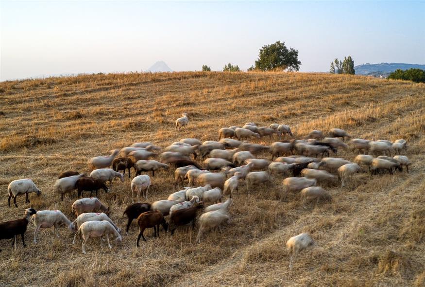 Αιγοπρόβατα (ΑΝΤΩΝΗΣ ΝΙΚΟΛΟΠΟΥΛΟΣ/EUROKINISSI)