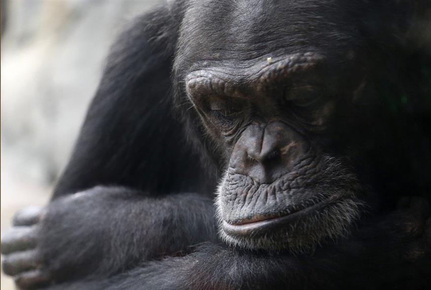 Χιμπατζής στον Ζωολογικό Κήπο του Χιούστον (Associated Press)