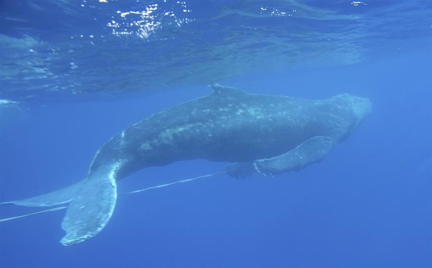 (Ed Lyman/NOAA Hawaiian Islands Humpback Whale National Marine Sanctuary via AP)