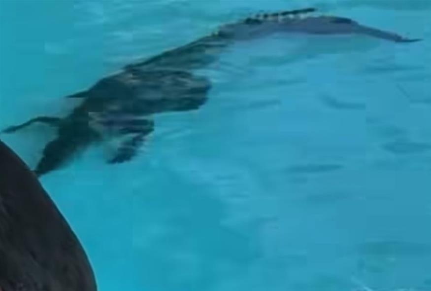 Κροκόδειλος