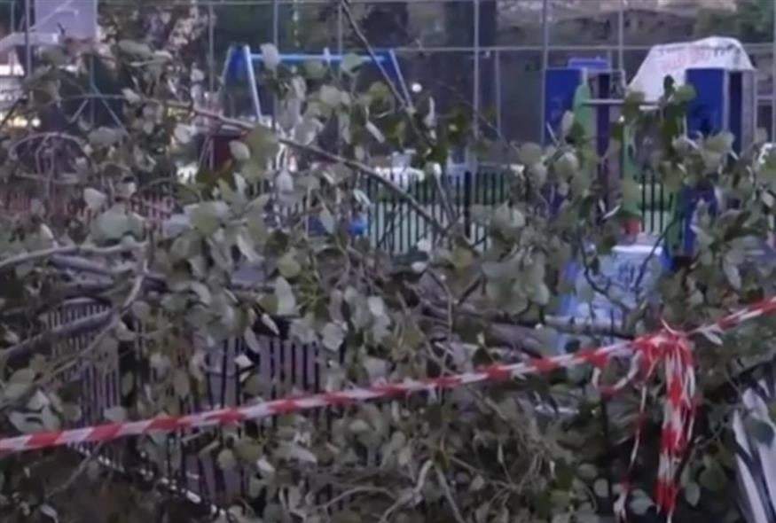 Πτώση δέντρου Χαΐδάρι