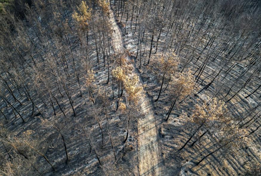 Καμένη έκταση στο δάσος της Δαδιάς (INTIME NEWS/ΚΟΤΣΙΡΕΑΣ ΗΛΙΑΣ)