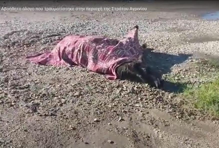 Αγρίνιο: Χτυπημένο άλογο από τροχαίο (sinidisi.gr)