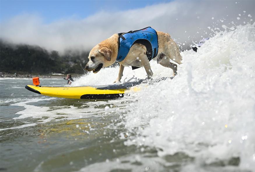 Διαγωνισμός σέρφινγκ σκύλων στην Καλιφόρνια