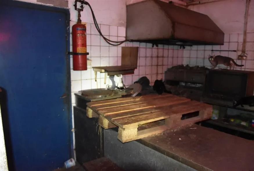 Φωτογραφία-ντοκουμέντο από τον έγκλειστο εφιάλτη των άτυχων γατών Φωτογραφία-ντοκουμέντο από τον έγκλειστο εφιάλτη των άτυχων γατών