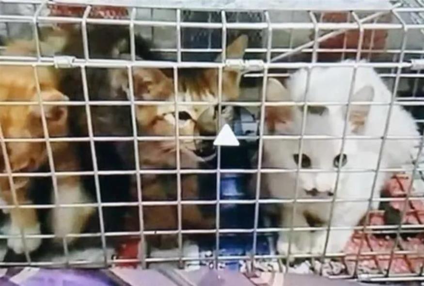 Αποκάλυψη διεθνούς δικτύου κακοποίησης γατών - Στιγμιότυπο από βίντεο