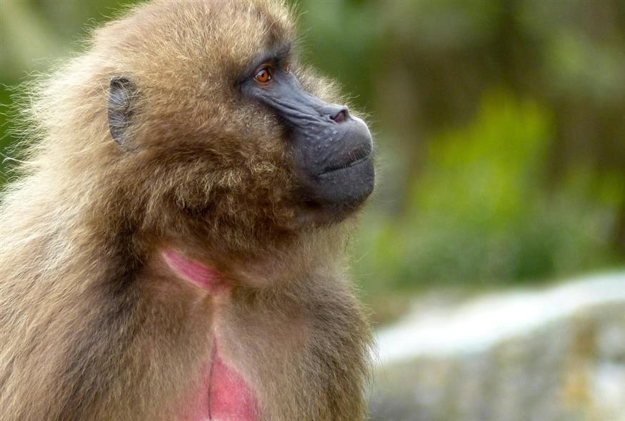 Μπαμπουίνος/pexels