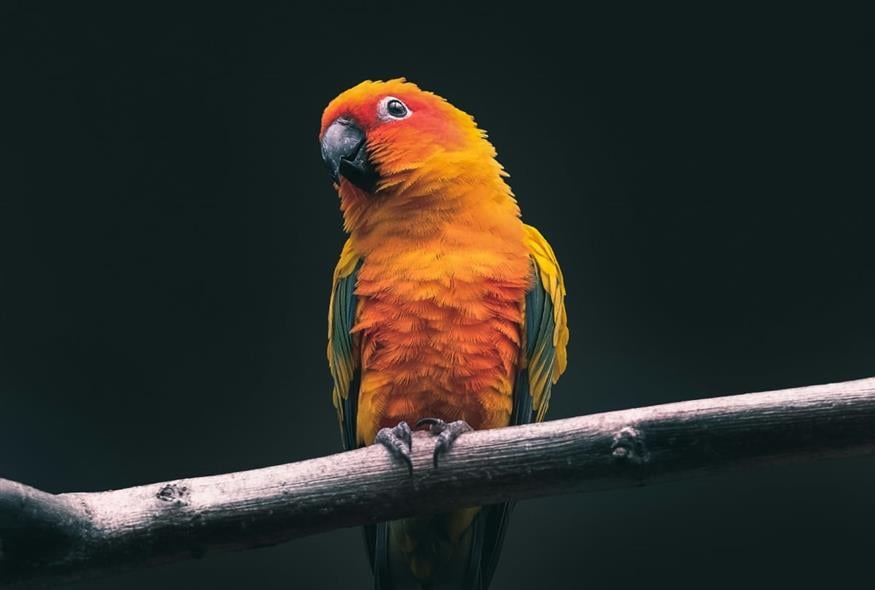 Παπαγάλος (UNSPLASH)