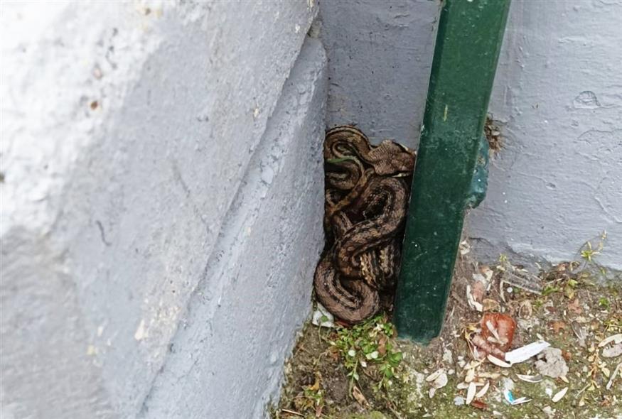 Φίδι - Λαφιάτης (Copyright:Facebook/ ANIMA)