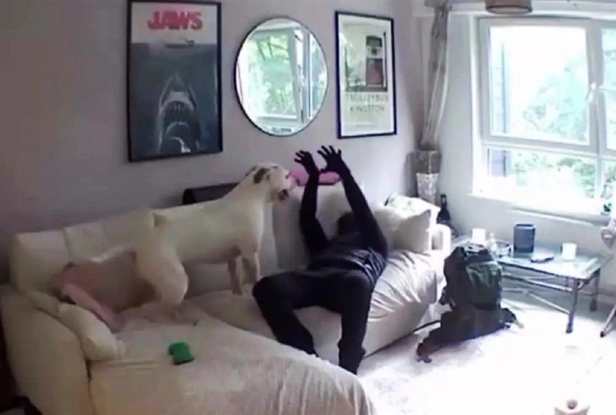 Ο χειρότερος σκύλος - φύλακας όλων των εποχών (Video Capture)