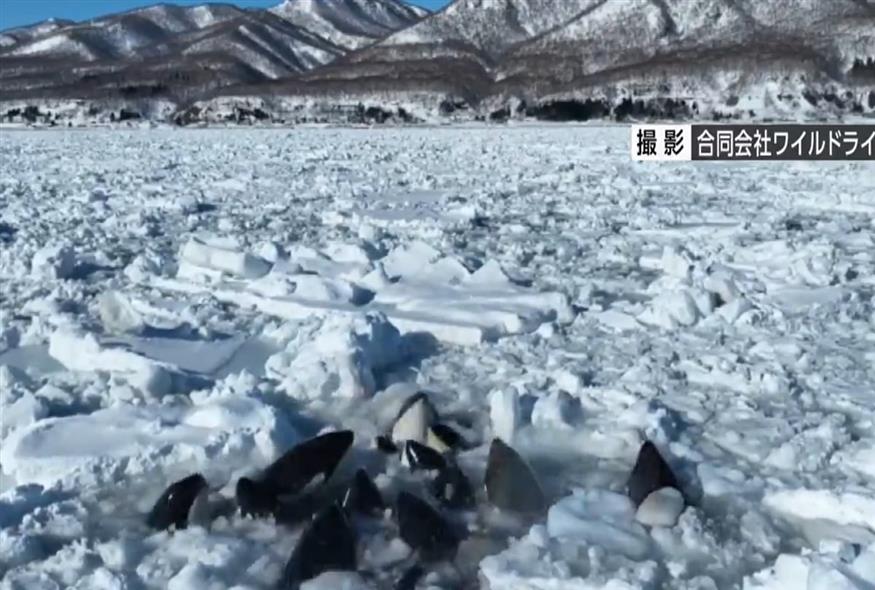 Ιαπωνία: Κοπάδι φαλαινών έχει παγιδευτεί στον πάγο (Χ)
