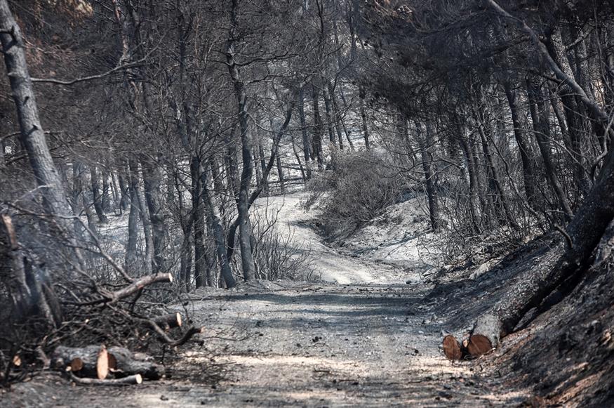 Η φωτιά στην Εύβοια άφησε πίσω τεράστια οικολογική καταστροφή (EUROKINISSI/ΣΩΤΗΡΗΣ ΔΗΜΗΤΡΟΠΟΥΛΟΣ)