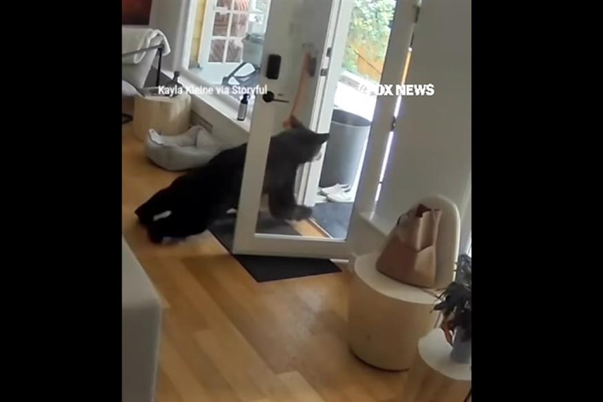 Μικροσκοπικός σκύλος αντιμετωπίζει «αρκούδα εισβολέα» (FACEBOOK)