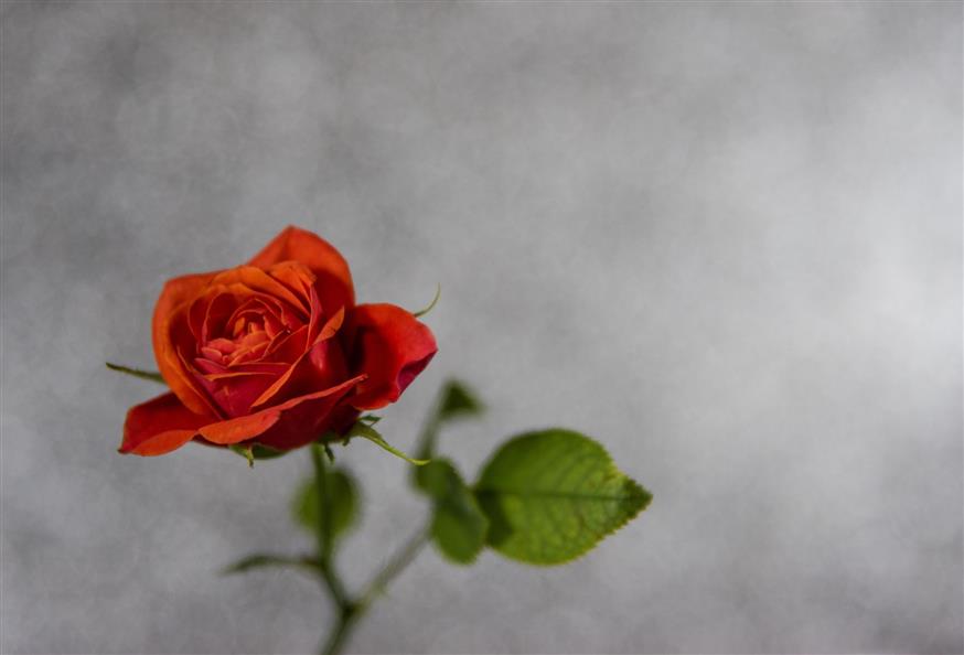 Κόκκινο τριαντάφυλλο/pexels.com