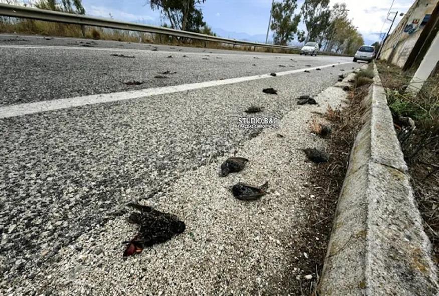 Εκατοντάδες νεκρά πουλιά στην παραλιακή Ναυπλίου – Νέας Κίου/argolikeseidhseis