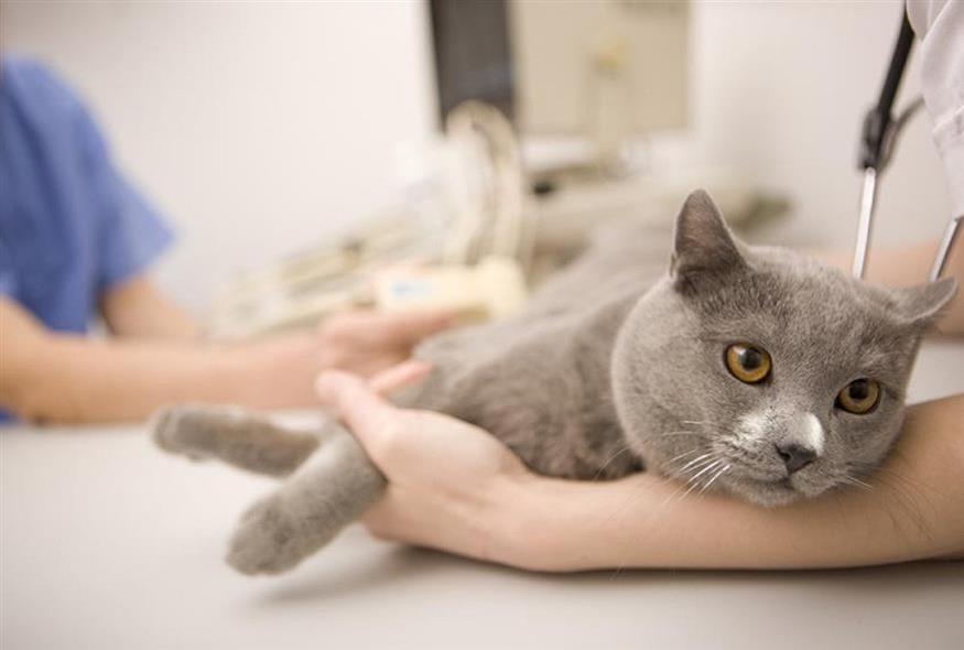 Γάτα σε κτηνίατρο