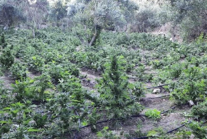 Εντοπίστηκε φυτεία με εκατοντάδες δενδρύλλια κάνναβης στην Κρήτη