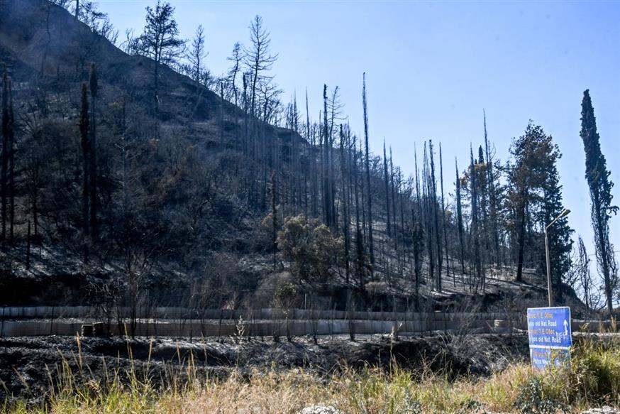 WWF: Ο απολογισμός των δασικών πυρκαγιών (EUROKINISSI)