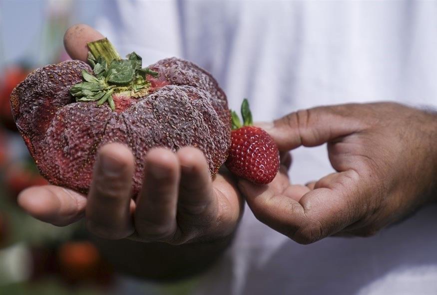 Στο βιβλίο ρεκόρ Γκίνες η μεγαλύτερη φράουλα στον κόσμο (Associated Press)
