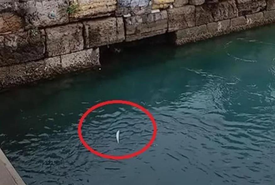 Χαλκίδα (Facebook)