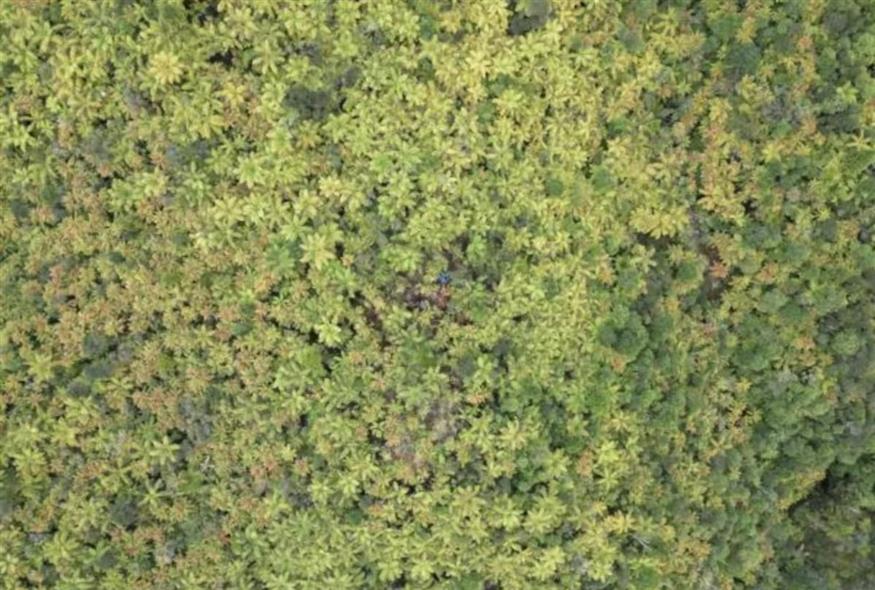 Κρησφύγετα στο δάσος (Αστυνομία Νέας Ζηλανδίας)