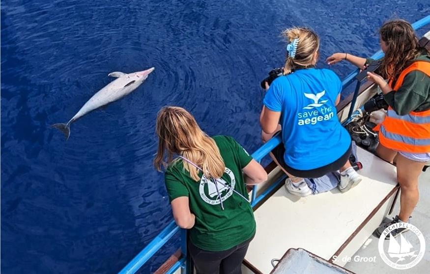 Δικογραφία για τα 4 νεκρά δελφίνια
