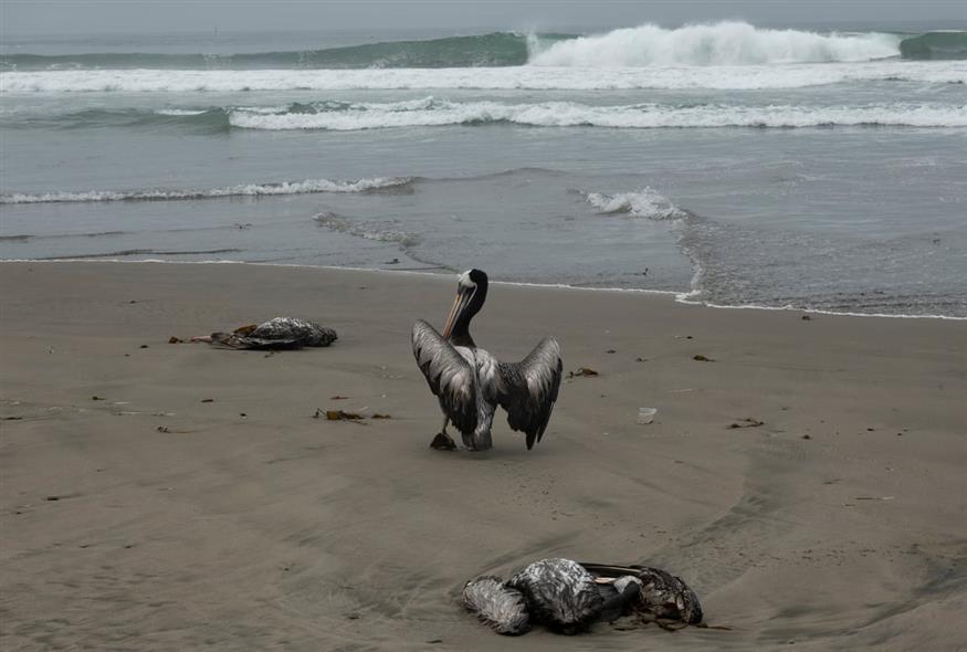 22.000 θαλασσοπούλια νεκρά από τη γρίπη των πτηνών στο Περού / ΑP (gallery)